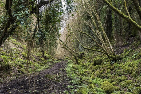The Fairy Glen