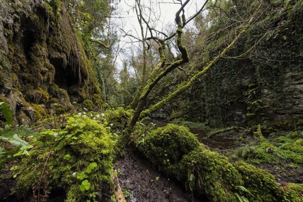 The Fairy Glen