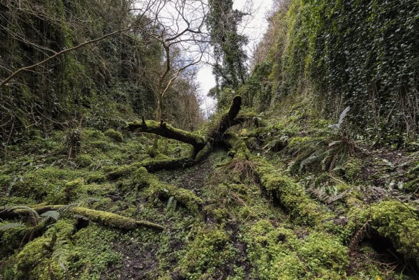 The Fairy Glen