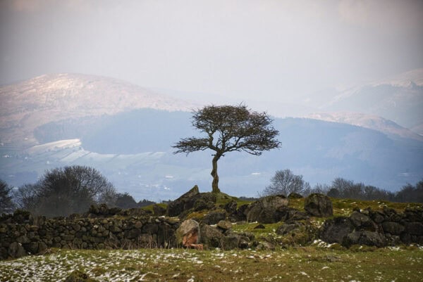 Fairy Tree