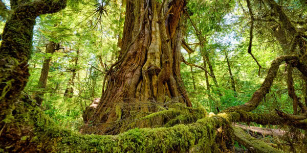 Forest Photos