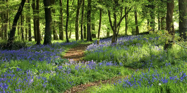 Forest Photos