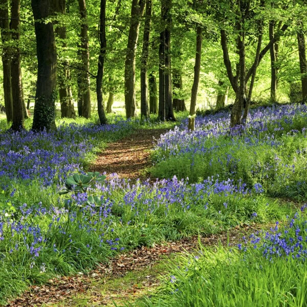 Forest Photos