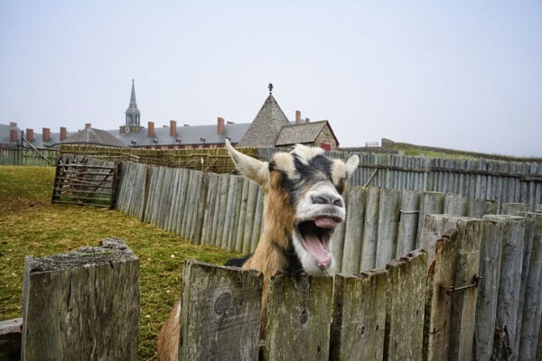 Fortress of Louisbourg