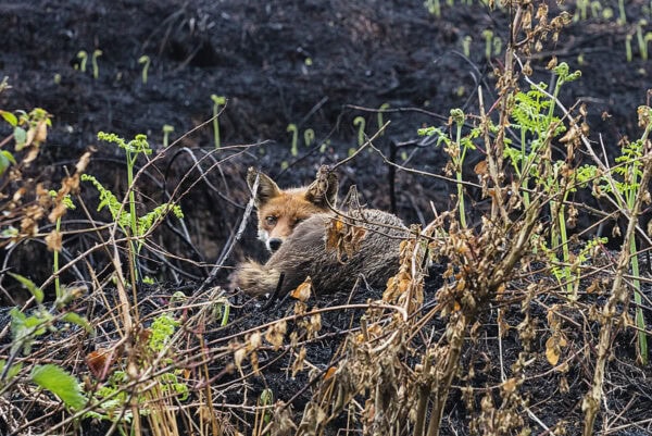 Fox