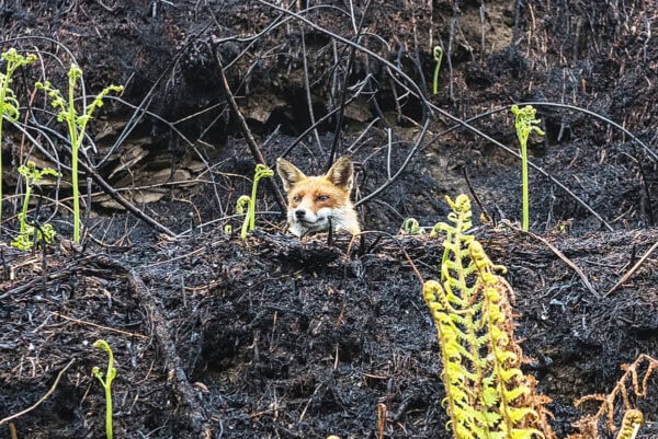 Fox
