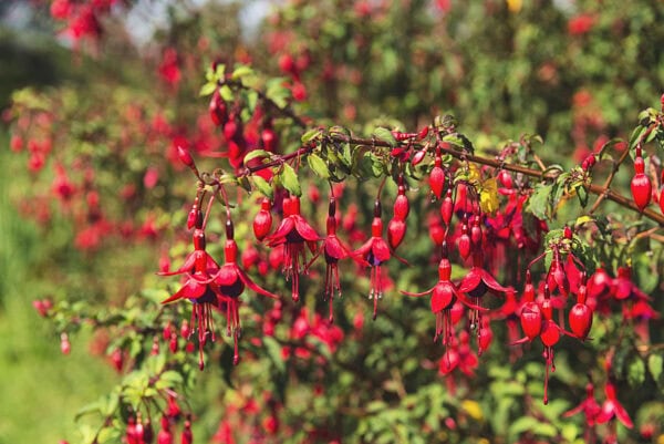 Fuchsia