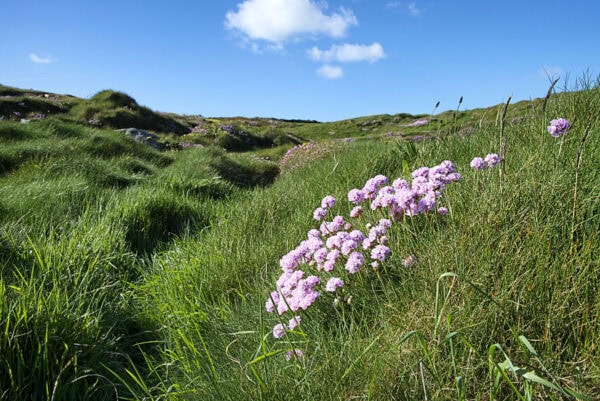 Galley Head