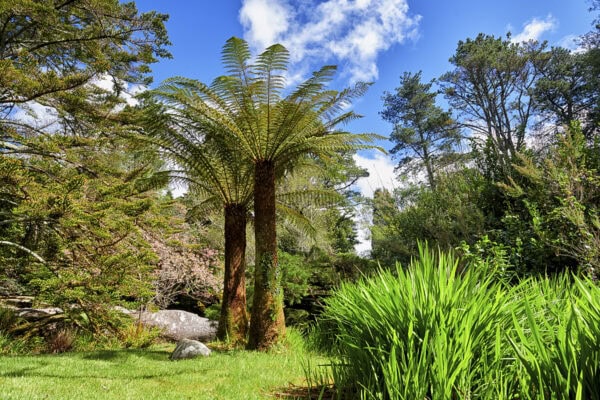 Garinish Island Fern Trees