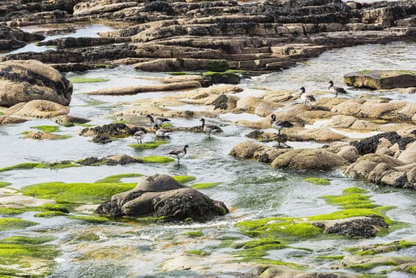 Creevy Coastal Walk