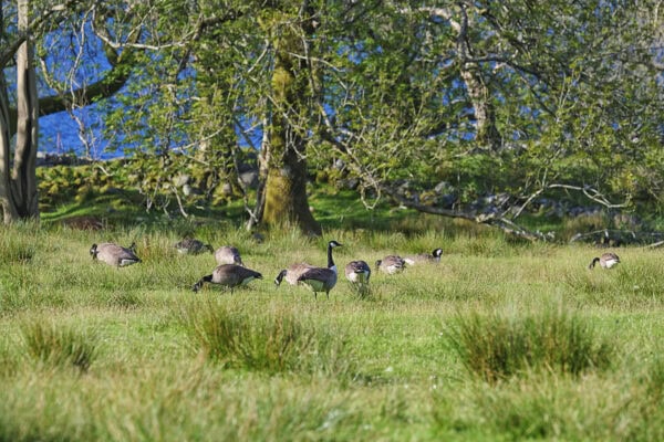Loch Lomond
