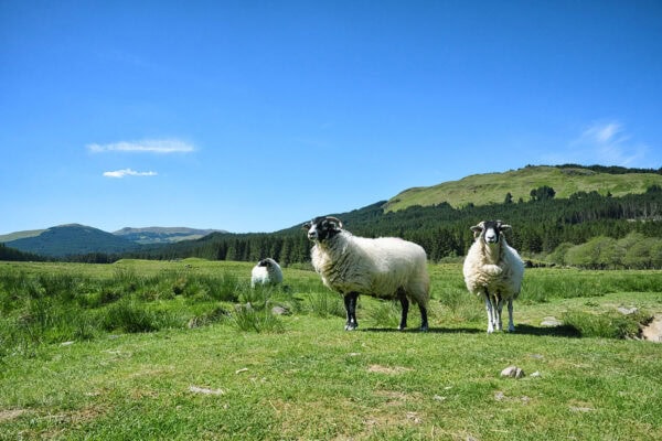 Glen Orchy