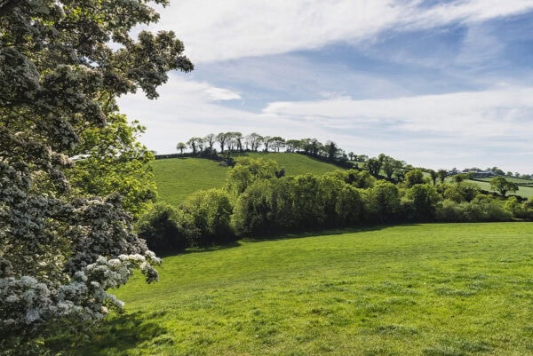 Green fields