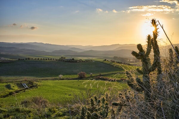 Green fields