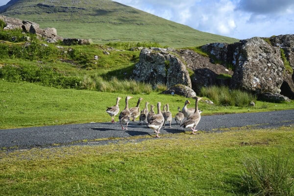 Greylag Geese