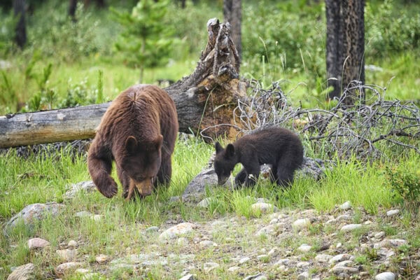 Grizzly Bears