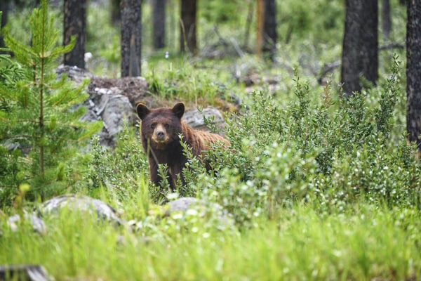 Grizzly Bears