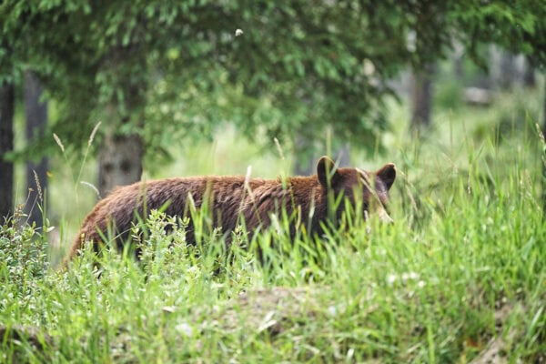 Grizzly Bears