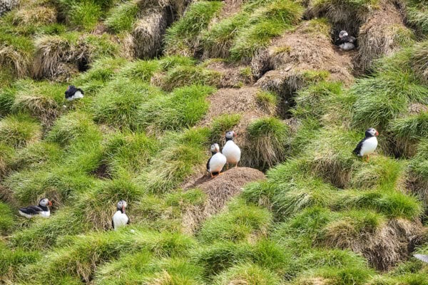 Gull Island - Witless Bay