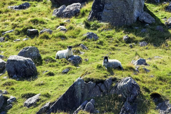 Sheep