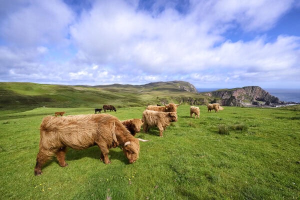 Highland Cattle