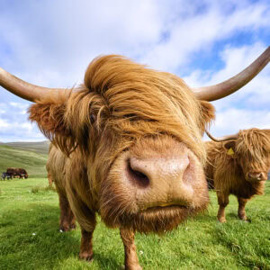 Highland Cattle