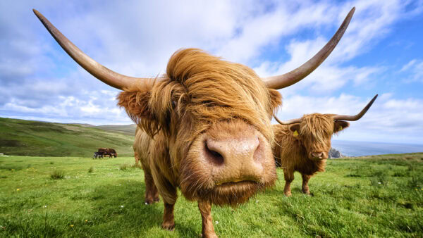 Highland Cattle