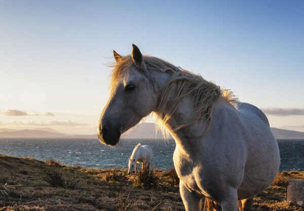 Horses