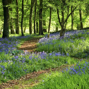 Bluebells