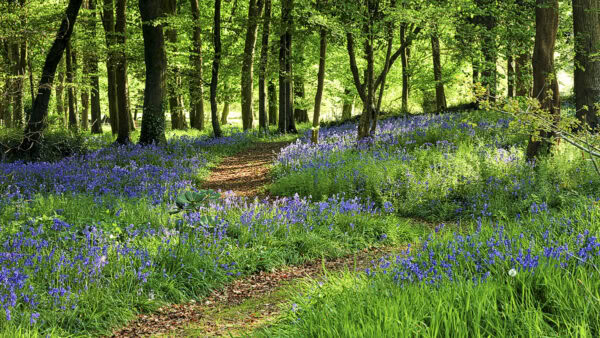 Bluebells
