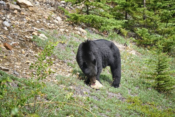 Black Bear