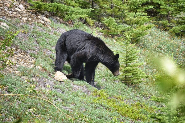 Black Bear