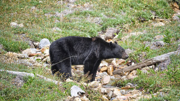 Black Bear