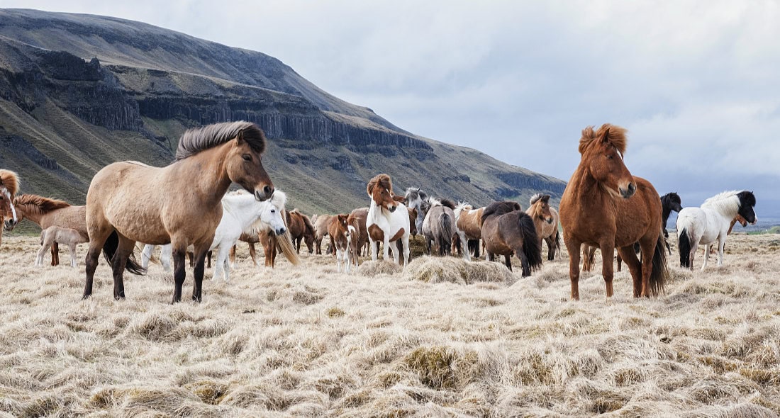 Award for Iceland Horses