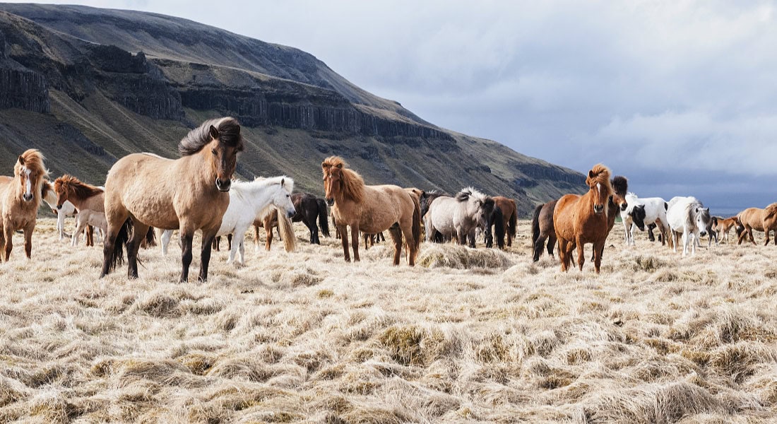 Award for Iceland Horses