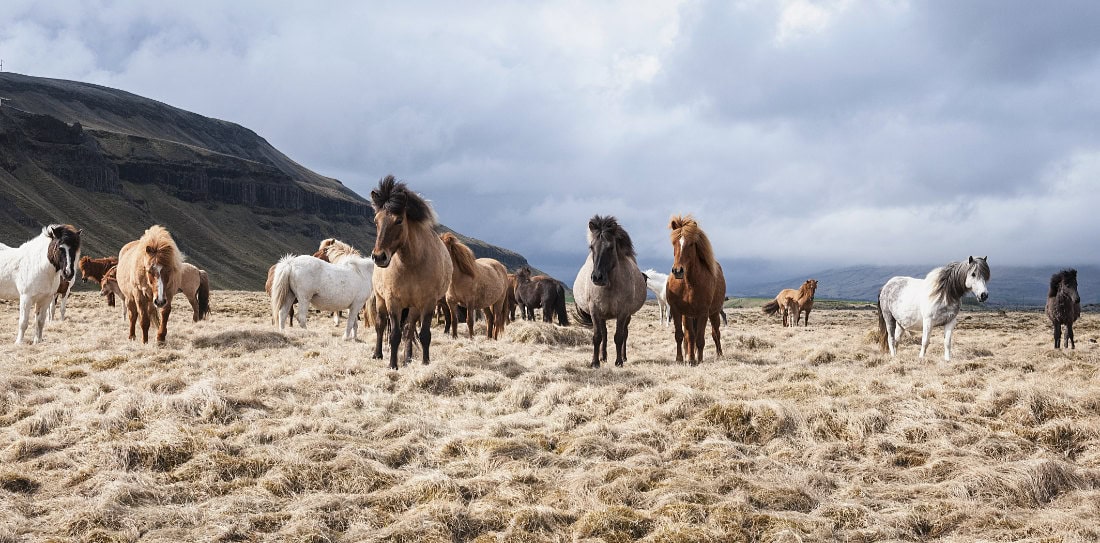 Award for Iceland Horses