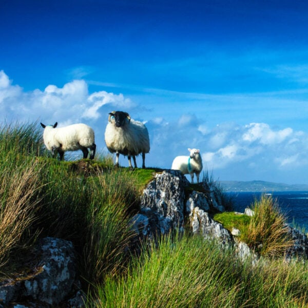 Ireland Books
