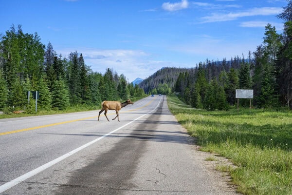 Elks