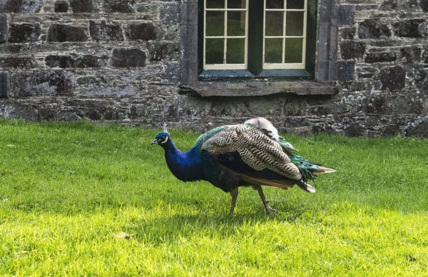 Johnstown Castle