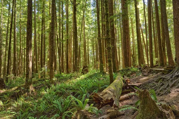 Juan de Fuca Trail