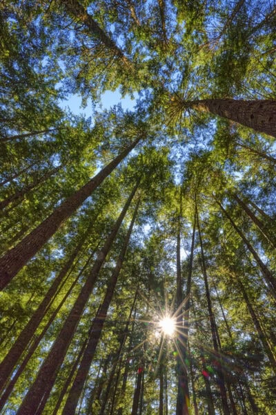 Juan de Fuca Trail
