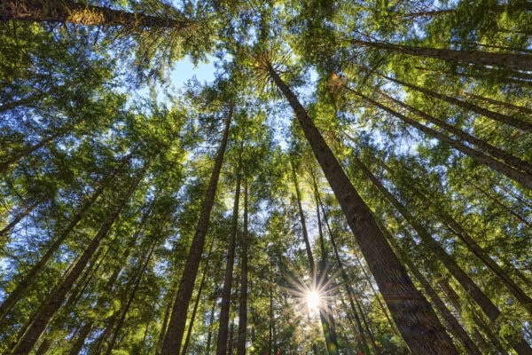 Juan de Fuca Trail