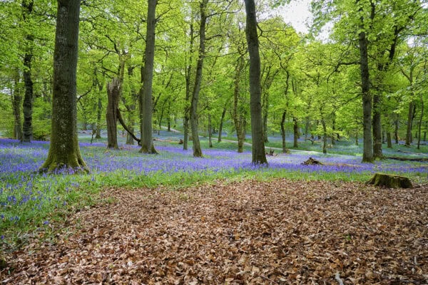Kinclaven Bluebell Wood
