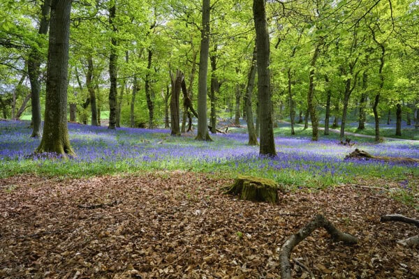Kinclaven Bluebell Wood