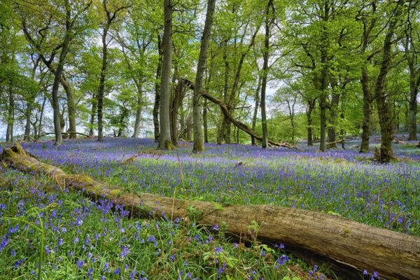 Kinclaven Bluebell Wood
