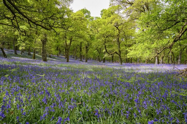 Kinclaven Bluebell Wood