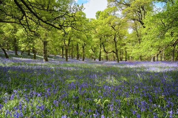 Kinclaven Bluebell Wood