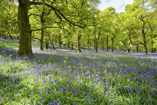 Kinclaven Bluebell Wood