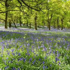 Kinclaven Bluebell Wood