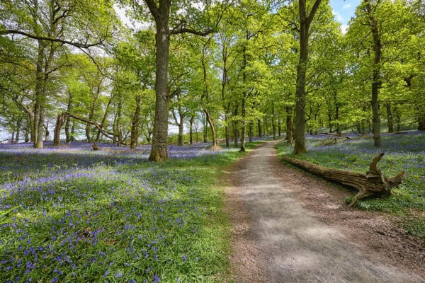 Kinclaven Bluebell Wood